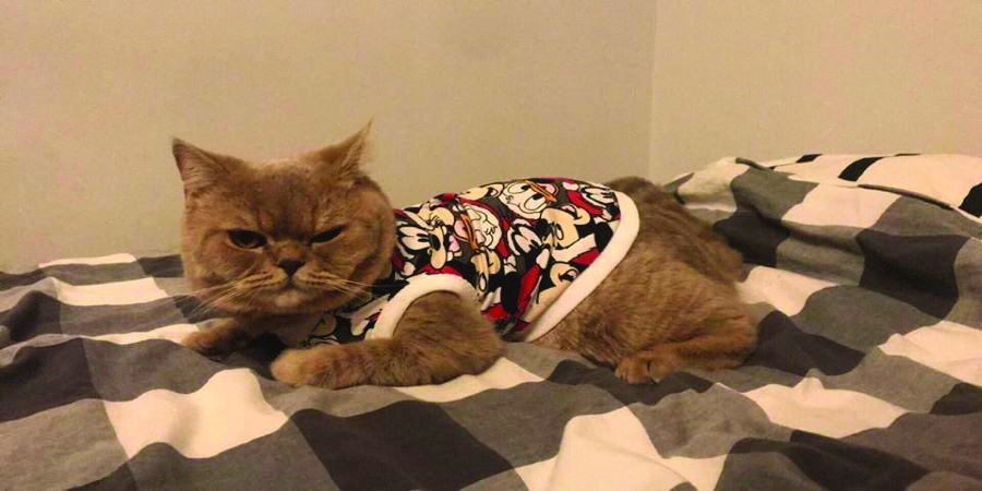 Kot leżący na kocu w ubranku